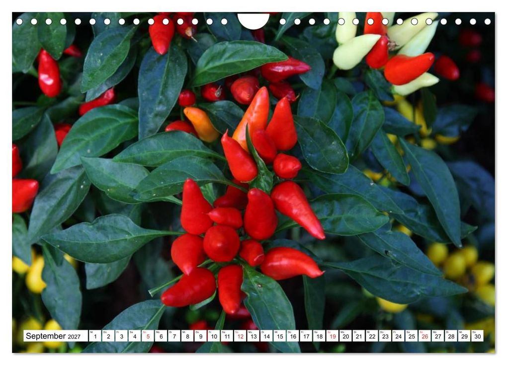 Weitere Ansicht: Für Chili Liebhaber (Wandkalender 2027 DIN A4 quer), CALVENDO Monatskalender | SchnelleWelten, Calvendo