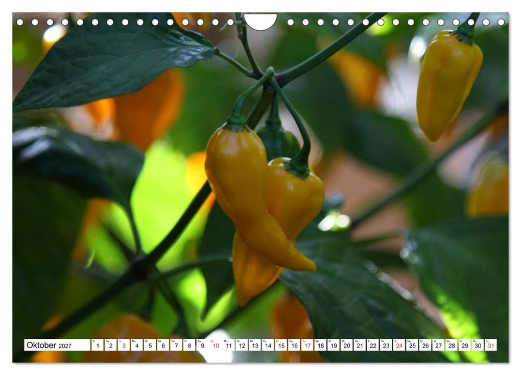 Weitere Ansicht: Für Chili Liebhaber (Wandkalender 2027 DIN A4 quer), CALVENDO Monatskalender | SchnelleWelten, Calvendo
