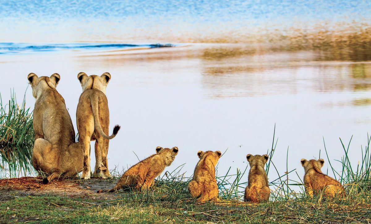 Weitere Ansicht: Die Seele Afrikas | Dereck Joubert