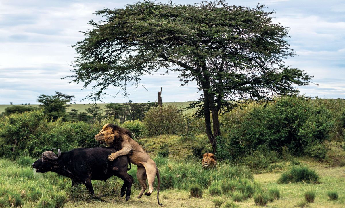 Weitere Ansicht: Die Seele Afrikas | Dereck Joubert