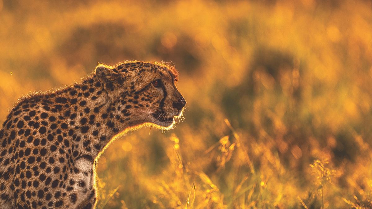 Weitere Ansicht: Die Seele Afrikas | Dereck Joubert