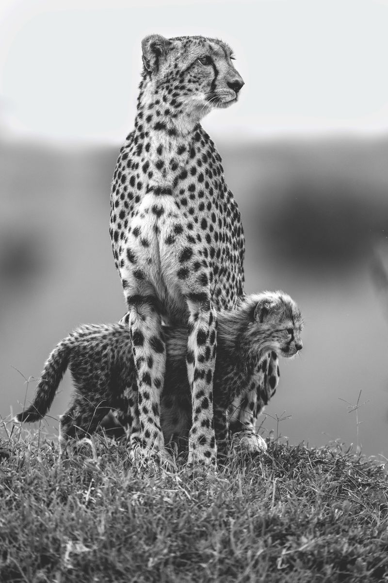 Weitere Ansicht: Die Seele Afrikas | Dereck Joubert