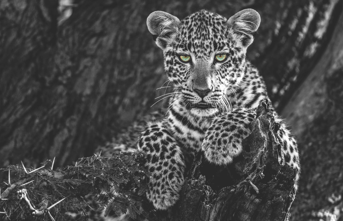 Weitere Ansicht: Die Seele Afrikas | Dereck Joubert
