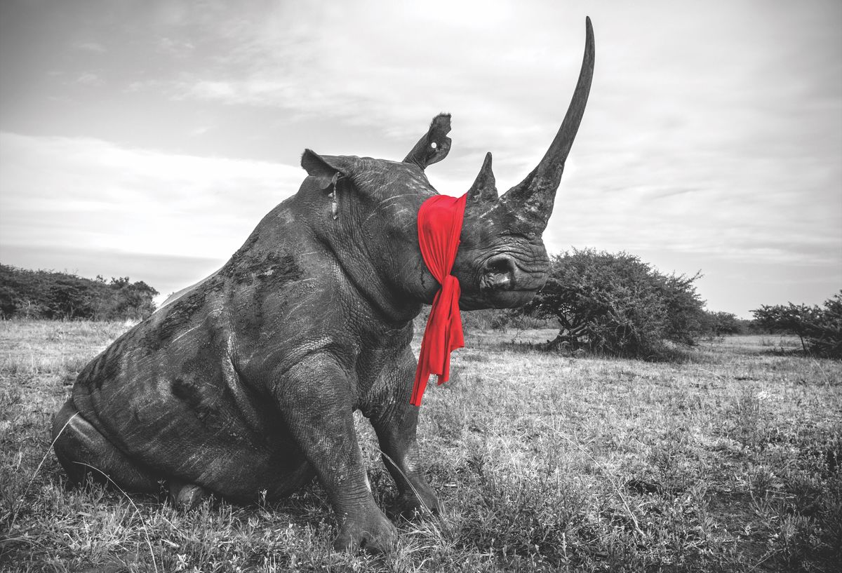 Weitere Ansicht: Die Seele Afrikas | Dereck Joubert