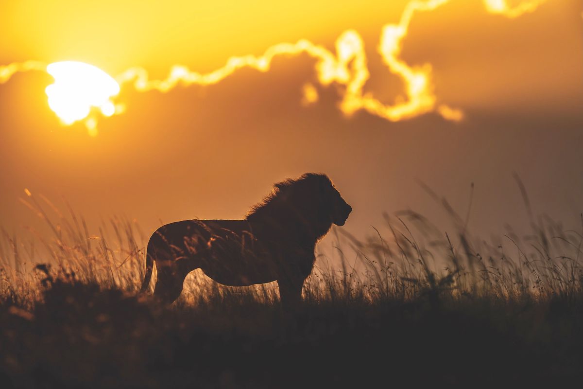 Weitere Ansicht: Die Seele Afrikas | Dereck Joubert