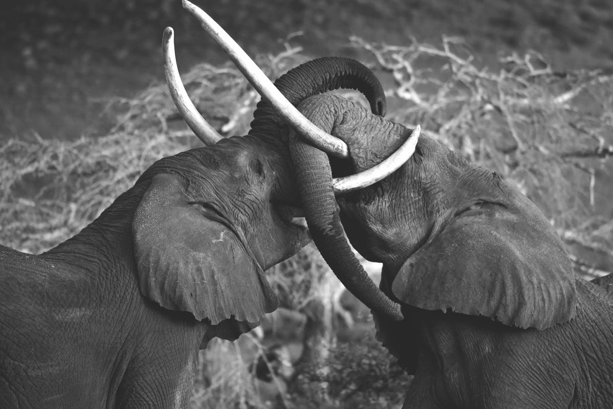 Weitere Ansicht: Die Seele Afrikas | Dereck Joubert