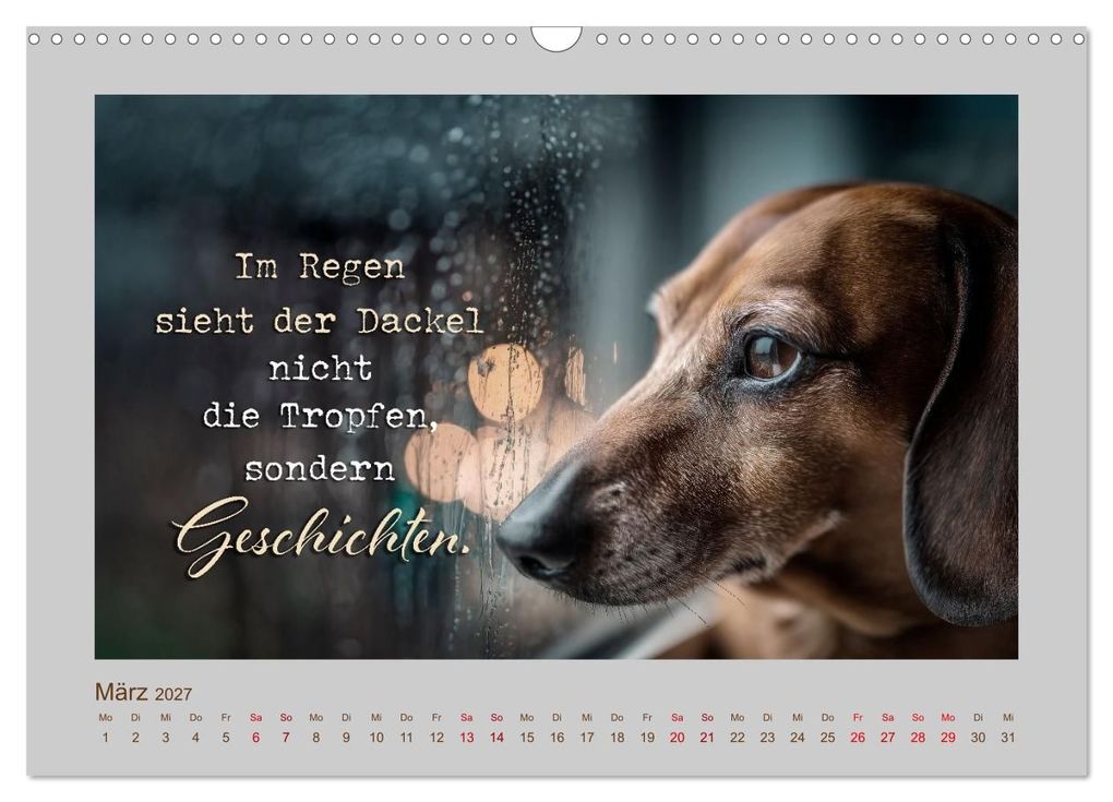 Weitere Ansicht: Dackelpoesie - Augenblicke voller Seele (Wandkalender 2027 DIN A3 quer), CALVENDO Monatskalender | Melanie Viola, Calvendo