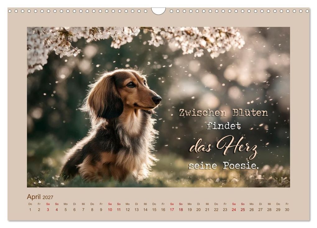 Weitere Ansicht: Dackelpoesie - Augenblicke voller Seele (Wandkalender 2027 DIN A3 quer), CALVENDO Monatskalender | Melanie Viola, Calvendo