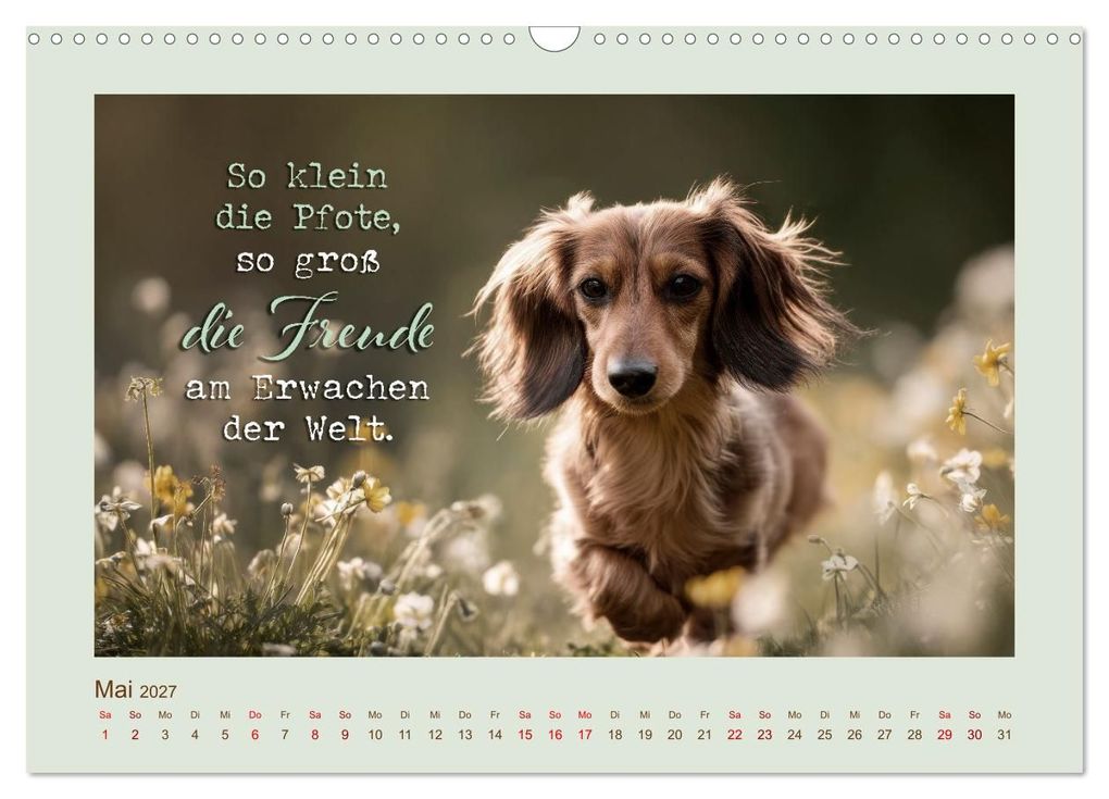 Weitere Ansicht: Dackelpoesie - Augenblicke voller Seele (Wandkalender 2027 DIN A3 quer), CALVENDO Monatskalender | Melanie Viola, Calvendo