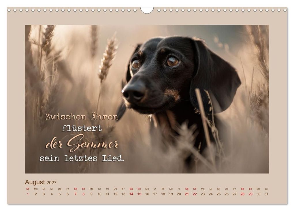 Weitere Ansicht: Dackelpoesie - Augenblicke voller Seele (Wandkalender 2027 DIN A3 quer), CALVENDO Monatskalender | Melanie Viola, Calvendo