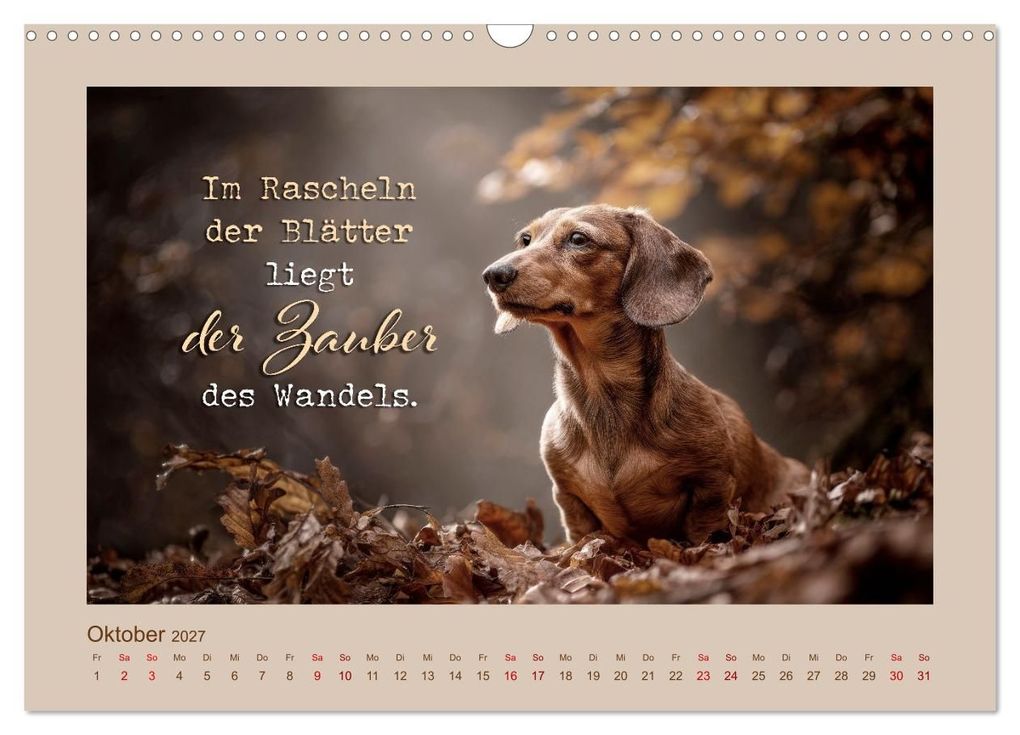 Weitere Ansicht: Dackelpoesie - Augenblicke voller Seele (Wandkalender 2027 DIN A3 quer), CALVENDO Monatskalender | Melanie Viola, Calvendo