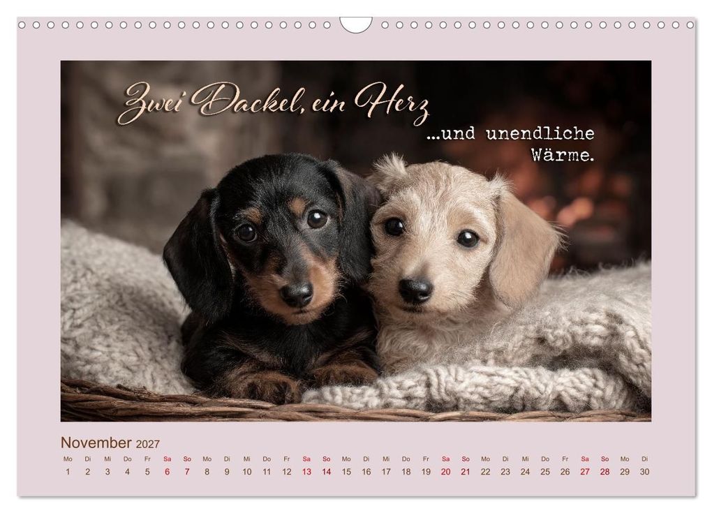 Weitere Ansicht: Dackelpoesie - Augenblicke voller Seele (Wandkalender 2027 DIN A3 quer), CALVENDO Monatskalender | Melanie Viola, Calvendo