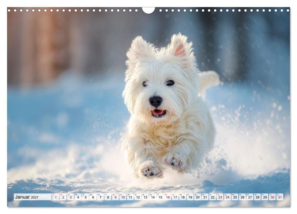 Weitere Ansicht: Westies zum Verlieben (Wandkalender 2027 DIN A3 quer), CALVENDO Monatskalender | Melanie Viola, Calvendo