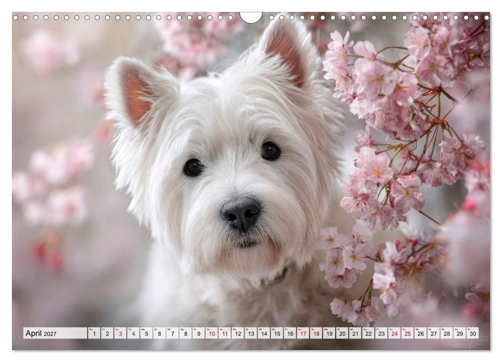 Weitere Ansicht: Westies zum Verlieben (Wandkalender 2027 DIN A3 quer), CALVENDO Monatskalender | Melanie Viola, Calvendo