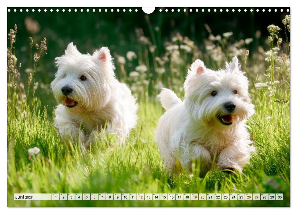 Weitere Ansicht: Westies zum Verlieben (Wandkalender 2027 DIN A3 quer), CALVENDO Monatskalender | Melanie Viola, Calvendo