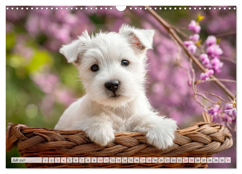 Weitere Ansicht: Westies zum Verlieben (Wandkalender 2027 DIN A3 quer), CALVENDO Monatskalender | Melanie Viola, Calvendo