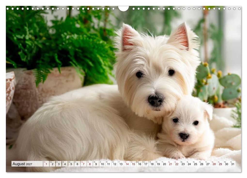 Weitere Ansicht: Westies zum Verlieben (Wandkalender 2027 DIN A3 quer), CALVENDO Monatskalender | Melanie Viola, Calvendo