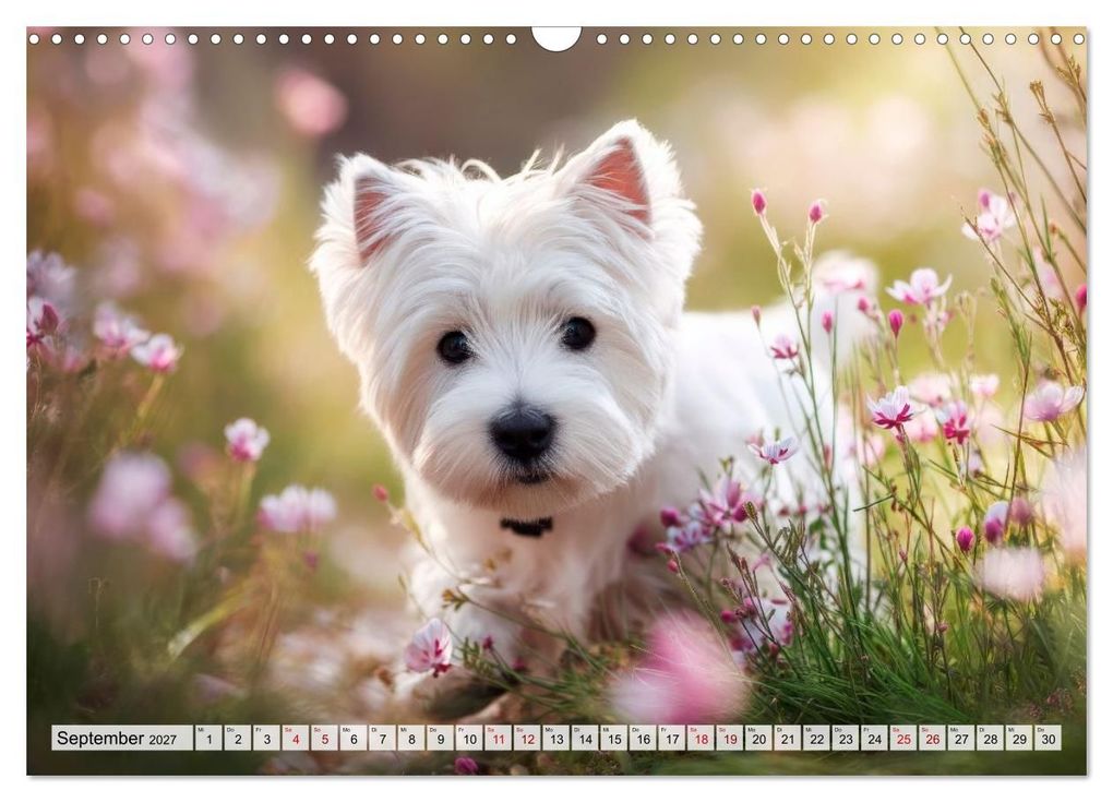 Weitere Ansicht: Westies zum Verlieben (Wandkalender 2027 DIN A3 quer), CALVENDO Monatskalender | Melanie Viola, Calvendo