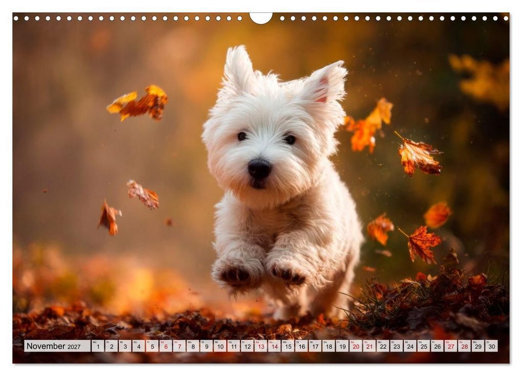 Weitere Ansicht: Westies zum Verlieben (Wandkalender 2027 DIN A3 quer), CALVENDO Monatskalender | Melanie Viola, Calvendo
