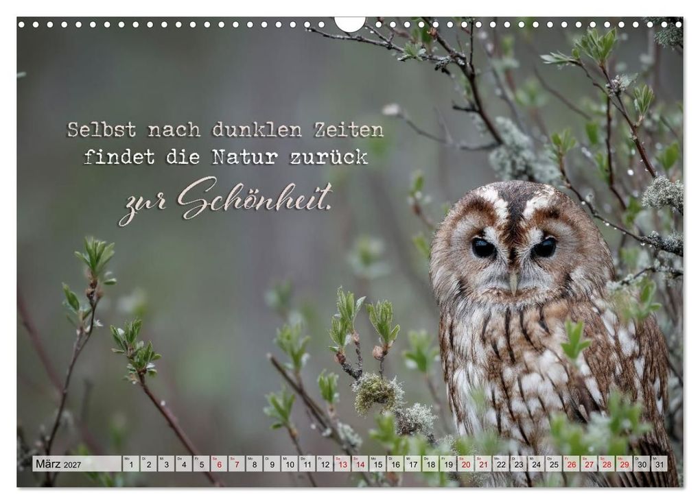 Weitere Ansicht: Eulen - Weisheit im Augenblick (Wandkalender 2027 DIN A3 quer), CALVENDO Monatskalender | Melanie Viola, Calvendo