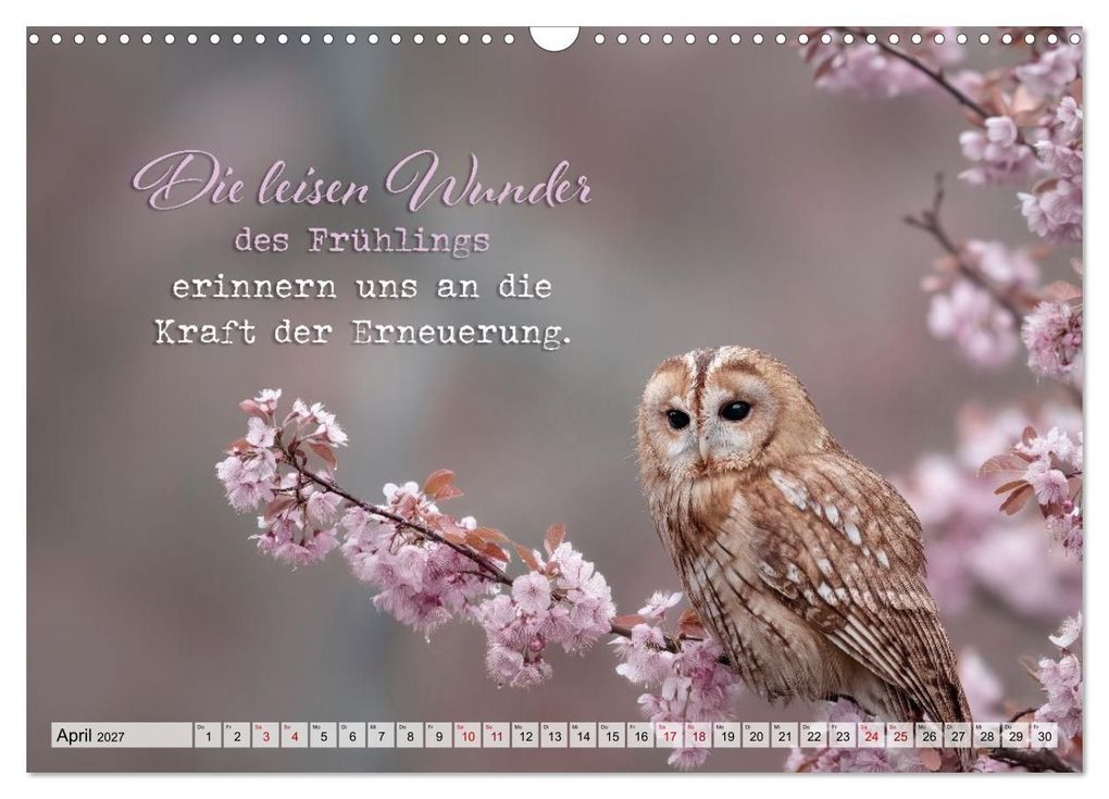 Weitere Ansicht: Eulen - Weisheit im Augenblick (Wandkalender 2027 DIN A3 quer), CALVENDO Monatskalender | Melanie Viola, Calvendo