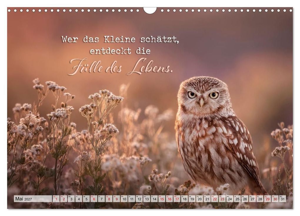 Weitere Ansicht: Eulen - Weisheit im Augenblick (Wandkalender 2027 DIN A3 quer), CALVENDO Monatskalender | Melanie Viola, Calvendo