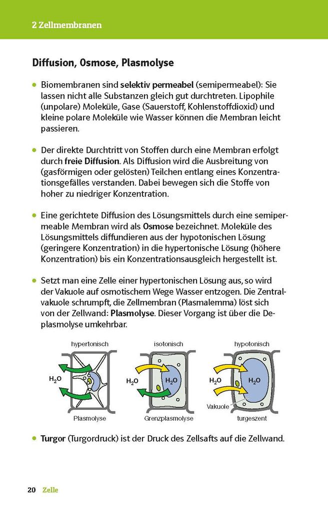 Weitere Ansicht: Abi last minute Biologie
