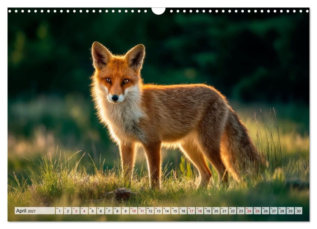 Weitere Ansicht: Waldleben - Tiere hautnah (Wandkalender 2027 DIN A3 quer), CALVENDO Monatskalender | Melanie Viola, Calvendo