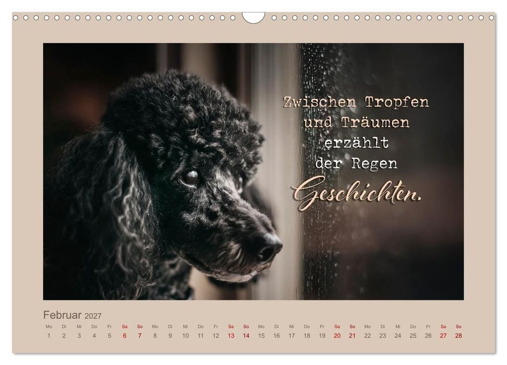 Weitere Ansicht: Pudelpoesie - Augenblicke voller Seele (Wandkalender 2027 DIN A3 quer), CALVENDO Monatskalender | Melanie Viola, Calvendo