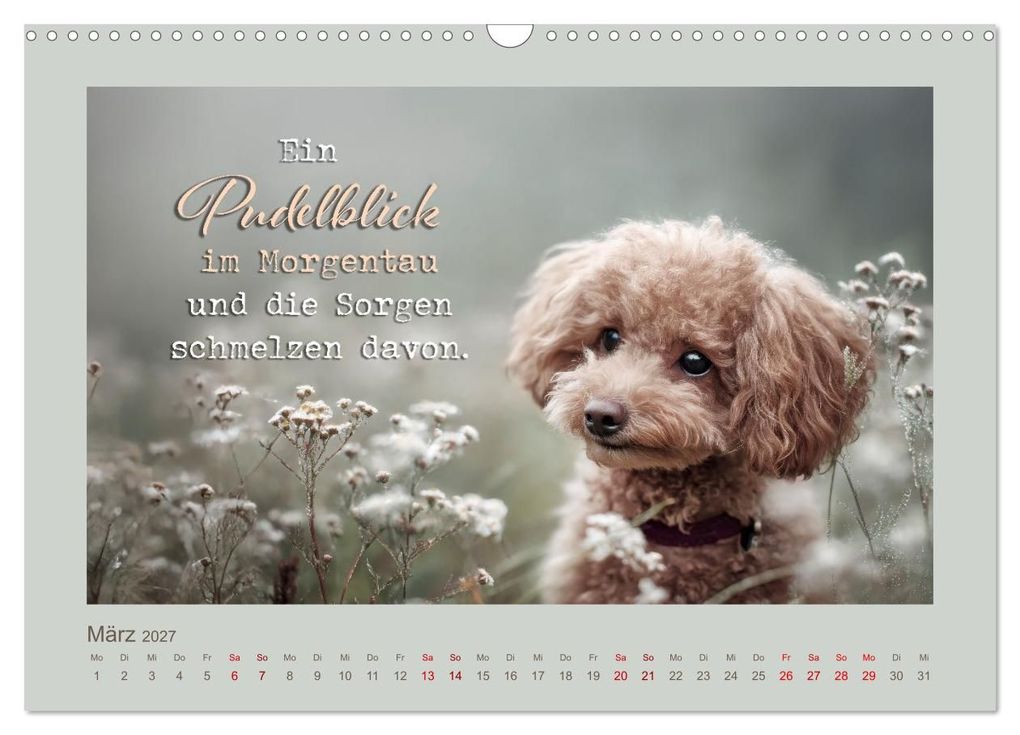 Weitere Ansicht: Pudelpoesie - Augenblicke voller Seele (Wandkalender 2027 DIN A3 quer), CALVENDO Monatskalender | Melanie Viola, Calvendo
