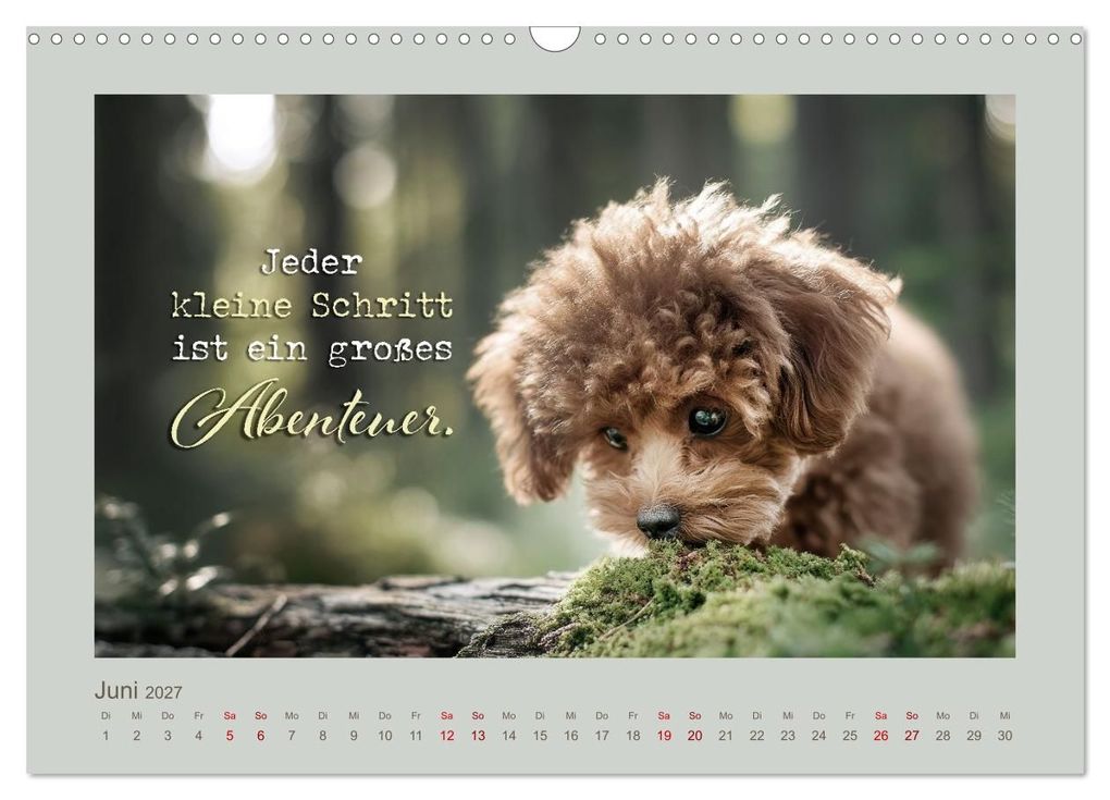Weitere Ansicht: Pudelpoesie - Augenblicke voller Seele (Wandkalender 2027 DIN A3 quer), CALVENDO Monatskalender | Melanie Viola, Calvendo