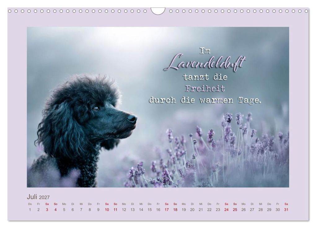 Weitere Ansicht: Pudelpoesie - Augenblicke voller Seele (Wandkalender 2027 DIN A3 quer), CALVENDO Monatskalender | Melanie Viola, Calvendo