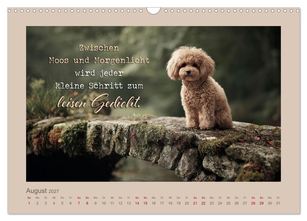 Weitere Ansicht: Pudelpoesie - Augenblicke voller Seele (Wandkalender 2027 DIN A3 quer), CALVENDO Monatskalender | Melanie Viola, Calvendo