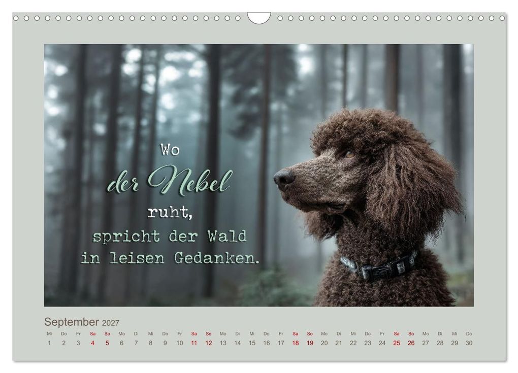 Weitere Ansicht: Pudelpoesie - Augenblicke voller Seele (Wandkalender 2027 DIN A3 quer), CALVENDO Monatskalender | Melanie Viola, Calvendo