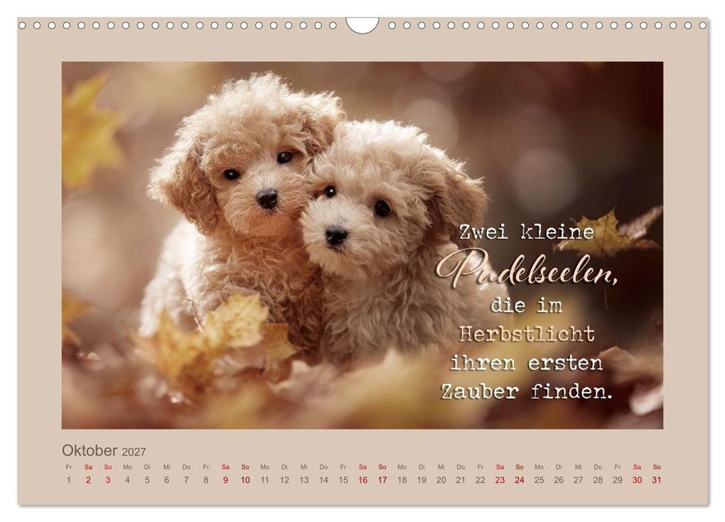 Weitere Ansicht: Pudelpoesie - Augenblicke voller Seele (Wandkalender 2027 DIN A3 quer), CALVENDO Monatskalender | Melanie Viola, Calvendo
