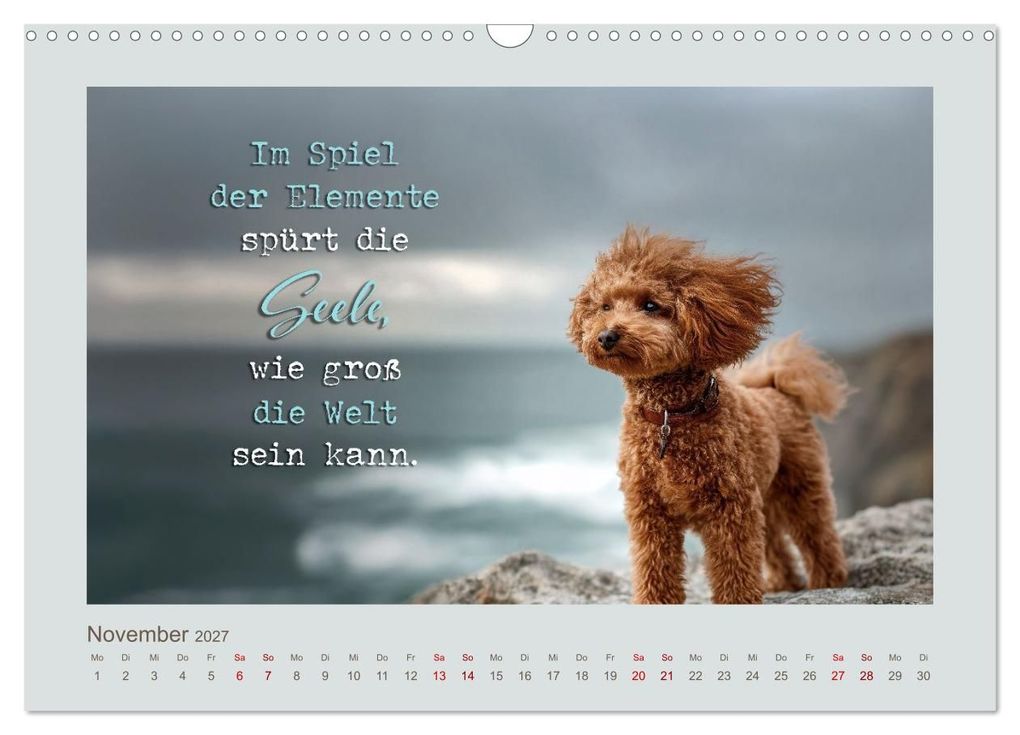 Weitere Ansicht: Pudelpoesie - Augenblicke voller Seele (Wandkalender 2027 DIN A3 quer), CALVENDO Monatskalender | Melanie Viola, Calvendo
