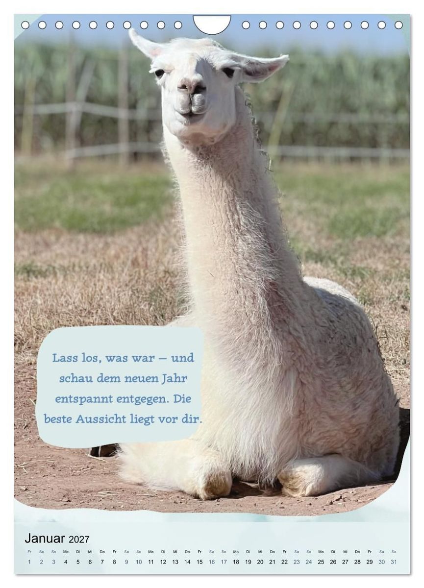 Weitere Ansicht: Gelassen durchs Jahr mit Lamas und Alpakas (Wandkalender 2027 DIN A4 hoch), CALVENDO Monatskalender | Calvendo, KappelLama Farm
