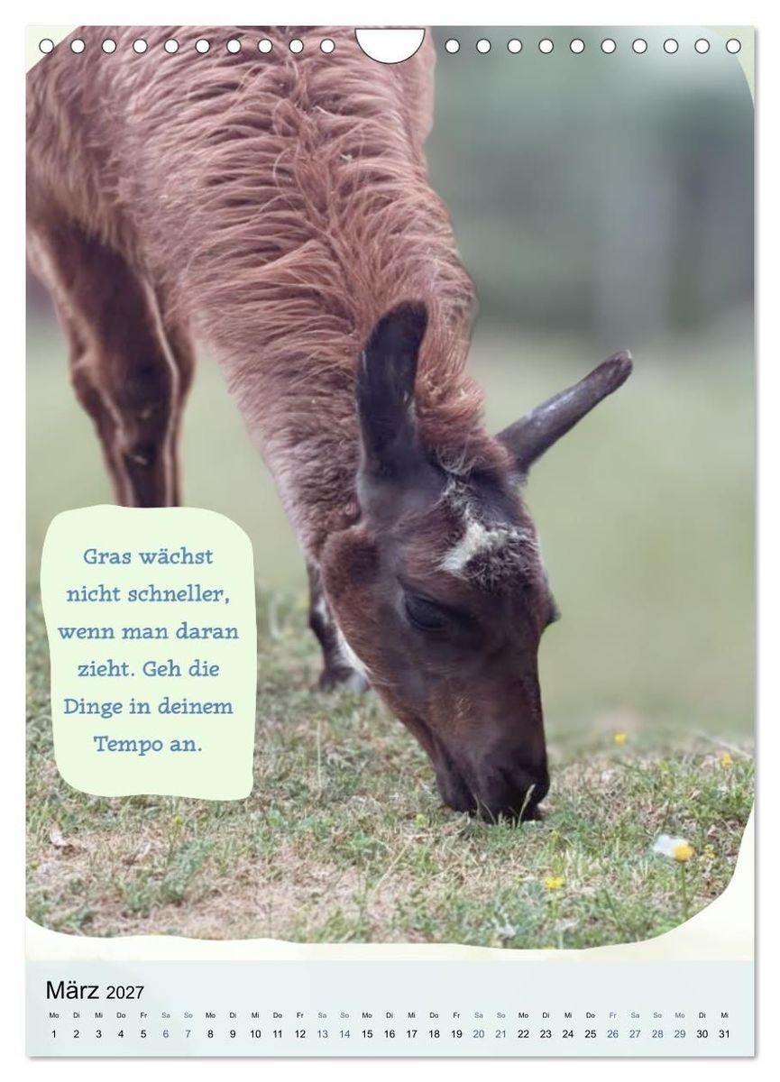 Weitere Ansicht: Gelassen durchs Jahr mit Lamas und Alpakas (Wandkalender 2027 DIN A4 hoch), CALVENDO Monatskalender | Calvendo, KappelLama Farm