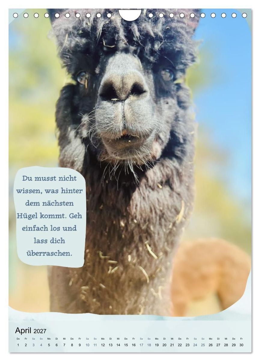 Weitere Ansicht: Gelassen durchs Jahr mit Lamas und Alpakas (Wandkalender 2027 DIN A4 hoch), CALVENDO Monatskalender | Calvendo, KappelLama Farm
