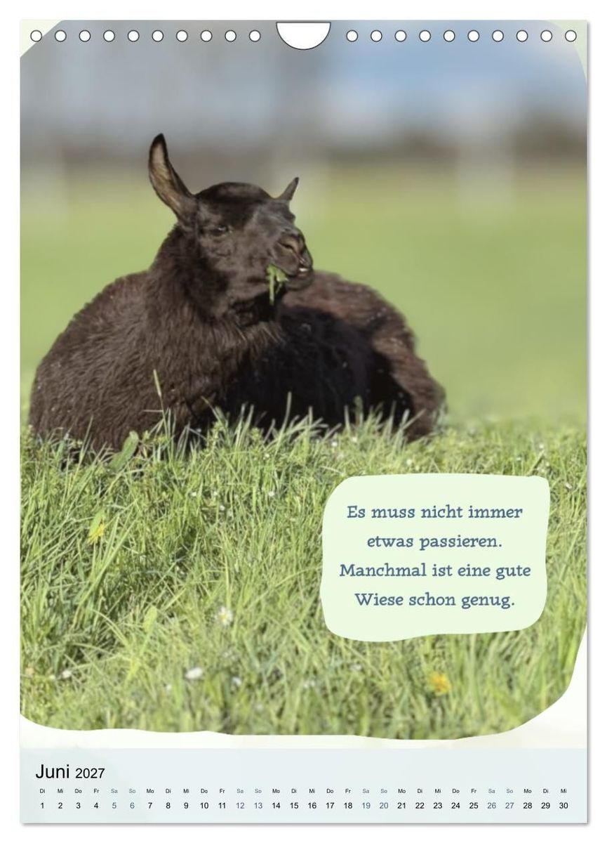 Weitere Ansicht: Gelassen durchs Jahr mit Lamas und Alpakas (Wandkalender 2027 DIN A4 hoch), CALVENDO Monatskalender | Calvendo, KappelLama Farm