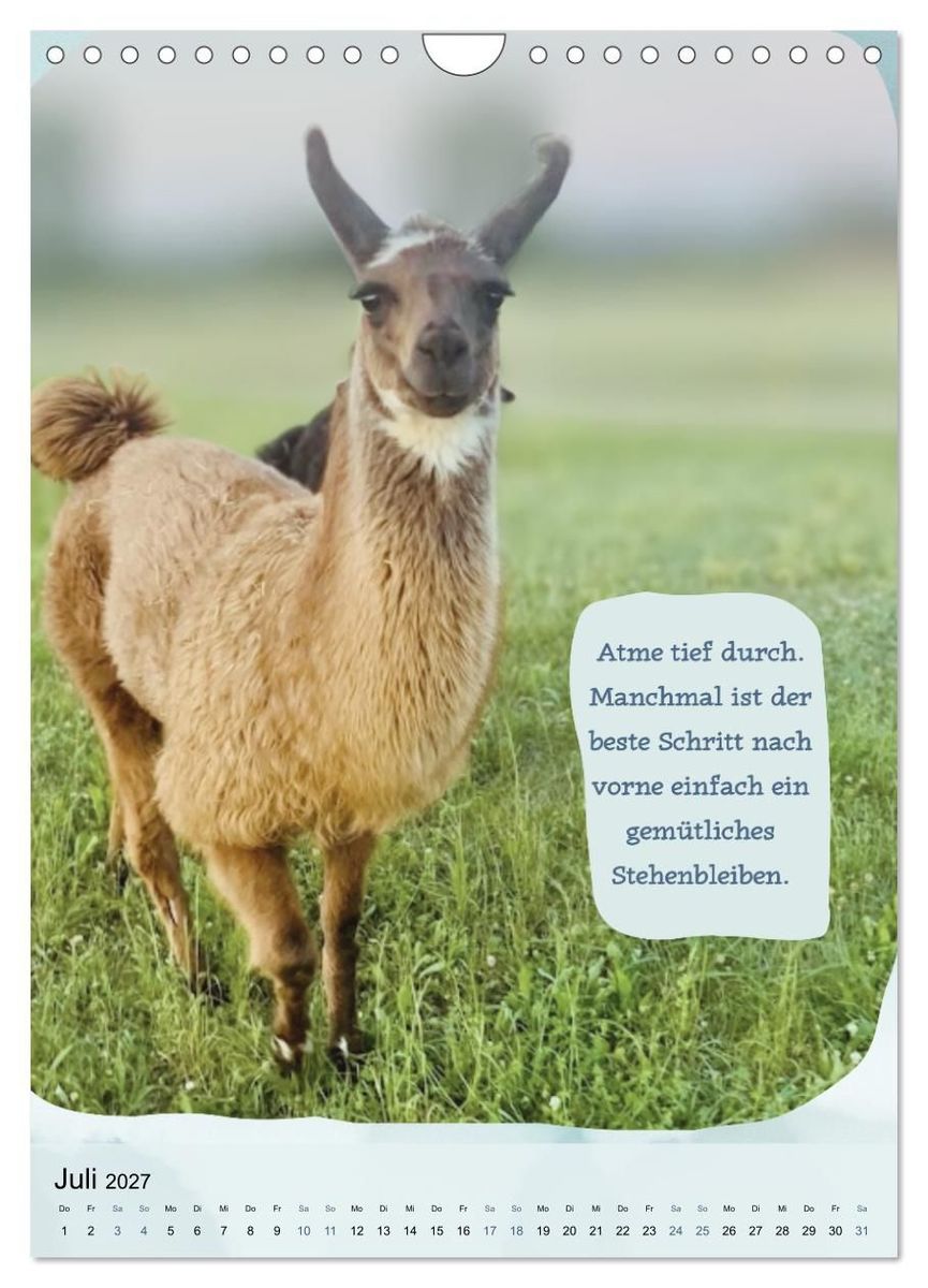 Weitere Ansicht: Gelassen durchs Jahr mit Lamas und Alpakas (Wandkalender 2027 DIN A4 hoch), CALVENDO Monatskalender | Calvendo, KappelLama Farm