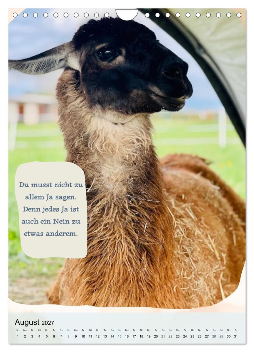 Weitere Ansicht: Gelassen durchs Jahr mit Lamas und Alpakas (Wandkalender 2027 DIN A4 hoch), CALVENDO Monatskalender | Calvendo, KappelLama Farm