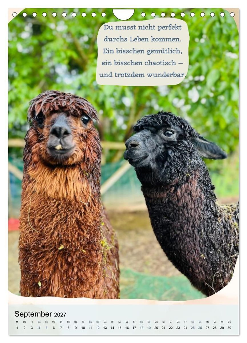 Weitere Ansicht: Gelassen durchs Jahr mit Lamas und Alpakas (Wandkalender 2027 DIN A4 hoch), CALVENDO Monatskalender | Calvendo, KappelLama Farm