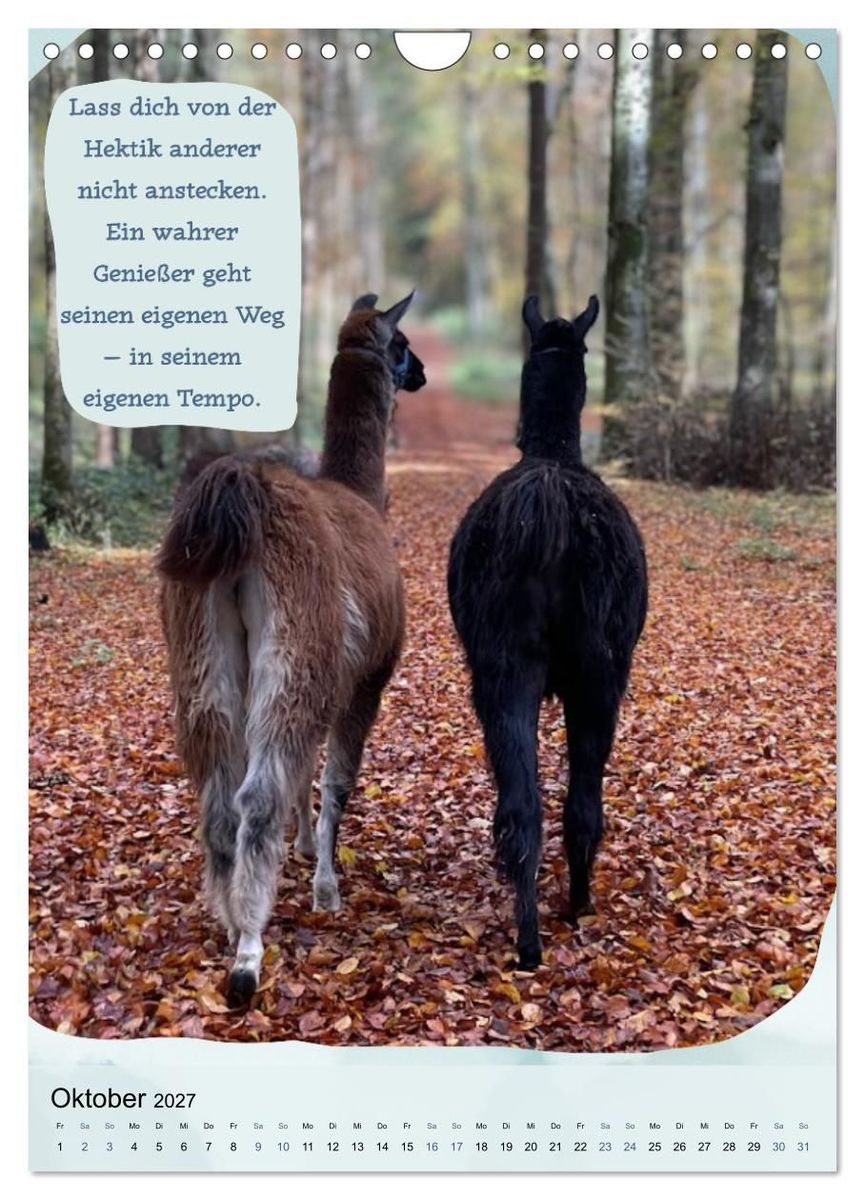 Weitere Ansicht: Gelassen durchs Jahr mit Lamas und Alpakas (Wandkalender 2027 DIN A4 hoch), CALVENDO Monatskalender | Calvendo, KappelLama Farm