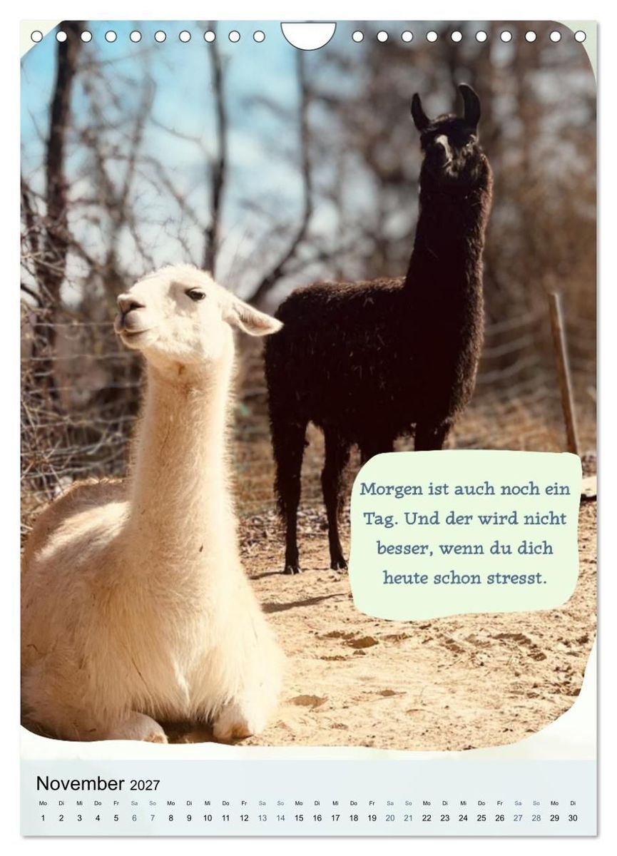 Weitere Ansicht: Gelassen durchs Jahr mit Lamas und Alpakas (Wandkalender 2027 DIN A4 hoch), CALVENDO Monatskalender | Calvendo, KappelLama Farm