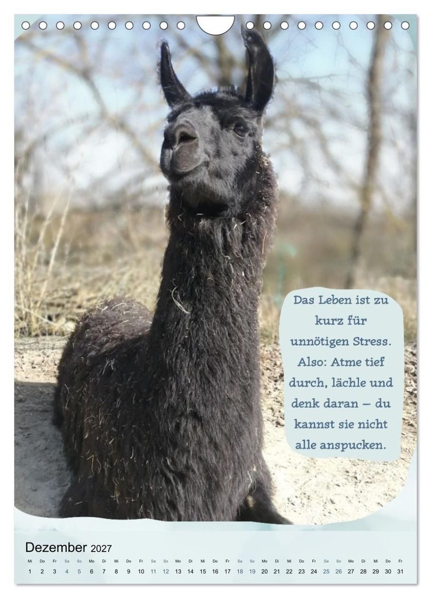 Weitere Ansicht: Gelassen durchs Jahr mit Lamas und Alpakas (Wandkalender 2027 DIN A4 hoch), CALVENDO Monatskalender | Calvendo, KappelLama Farm