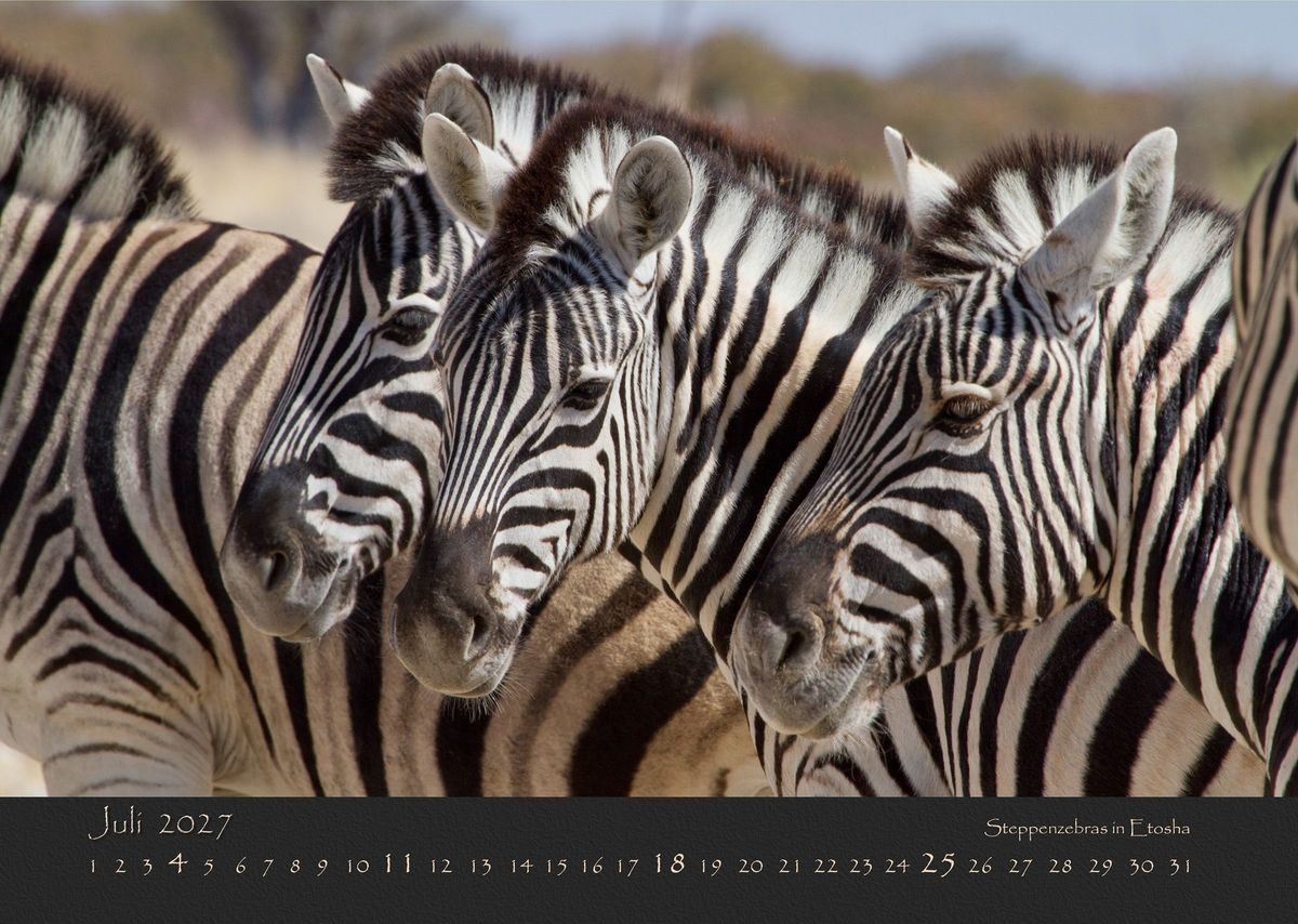 Weitere Ansicht: NAMIBIAS WILDNIS 2027