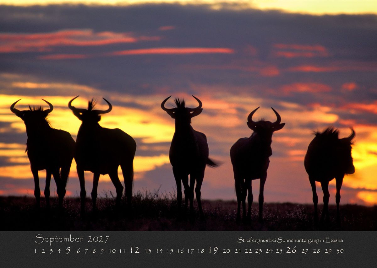 Weitere Ansicht: NAMIBIAS WILDNIS 2027