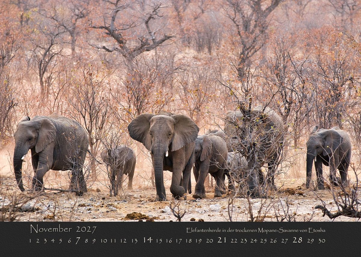 Weitere Ansicht: NAMIBIAS WILDNIS 2027