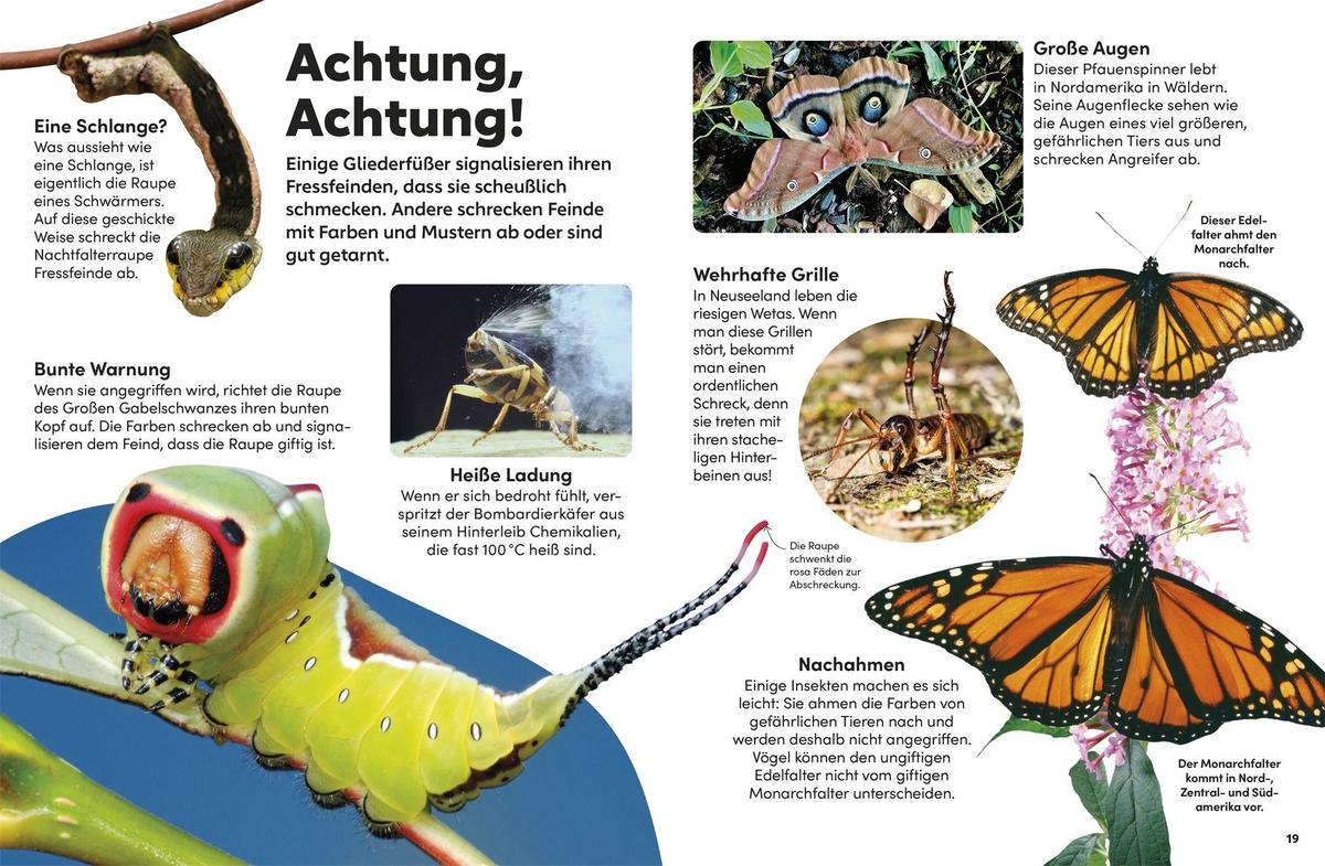 Weitere Ansicht: memo Wissen Kids. Insekten